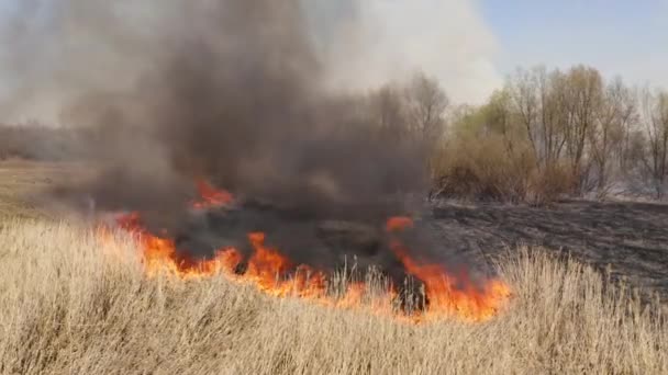 控制季节性燃烧的空中视图 植物生长被浓密的黑烟烧焦 高质量的4K镜头 — 图库视频影像