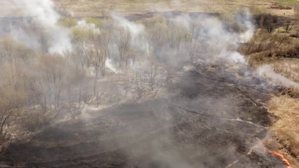 被烧毁的风景的空中录像 农田内的露天火势蔓延 上方浓烟弥漫 高质量的4K镜头 — 图库视频影像