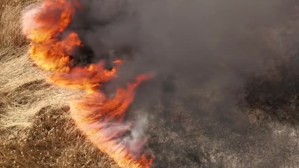 Burning Vegetative Growth Dense Black Smoke Drone Footage Burned Out — Vídeo de Stock
