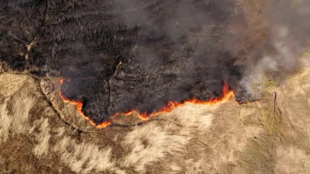 篝火污染空气的无人机镜头 稻草中燃烧的火焰的顶部视图 高质量的4K镜头 — 图库视频影像