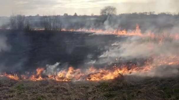 橙色的火焰烧毁了农田 空中拍摄的野火与浓烟在上方 高质量的4K镜头 — 图库视频影像