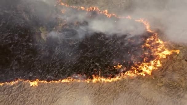 Luchtbeelden Van Oranje Vlammen Omgeven Door Geelachtige Gewassen Verbrande Grond — Stockvideo