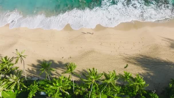 아름다운 비디오 모래사장을 거닐고 사람들이 야자나무 아래놀라울 정도로 청록색 바다를 — 비디오