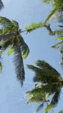 Dikey çekim mobil içerik arkaplanı. Dipte, deniz esintisinde sallanan uzun yeşil palmiye ağaçları. Turizm konsepti, yaz tatilinin tadını çıkarma Hawaii, tropik adada plaj tatili.