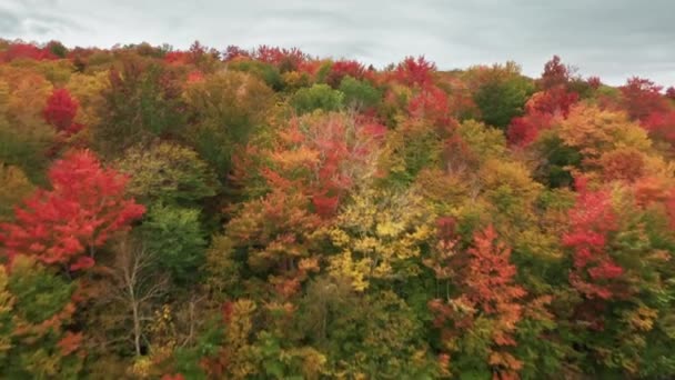 Aerial Vibrant Red Orange Yellow Tree Tops Surrounding Forest Lake — Vídeo de stock