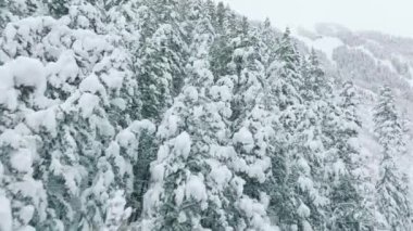 Bulutlu kış gününde Aspen Dağları manzarası. Tatil gezisi ve turizm. Donmuş ağaçların tepesinde sihirli taze kar, havadan 4K drone Colorado USA. Kış orman doğası, karla kaplı kış ağaçları.