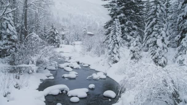 Pădurea Iarnă Natura Zăpadă Acoperit Copaci Iarnă Iarna Peisaj Minune — Videoclip de stoc
