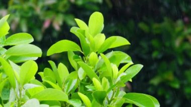 Meditasyon görüntüleri için sakin, rahatlatıcı yağmur ormanları arka planı. İyileşme ve gerilim, RED 'in arka plan kavramını ortaya çıkarıyor. Parlak kireç yeşilinin sinematik yavaş çekim sahnesi tropikal yağmur altında terk edilir