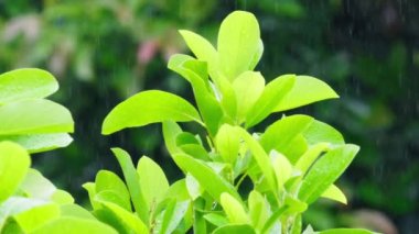Cinematic slow motion shot of bright lime green leave under the tropical rain. Calm relaxing rainforest background for meditation footage. Healing and tension release nature background concept on RED