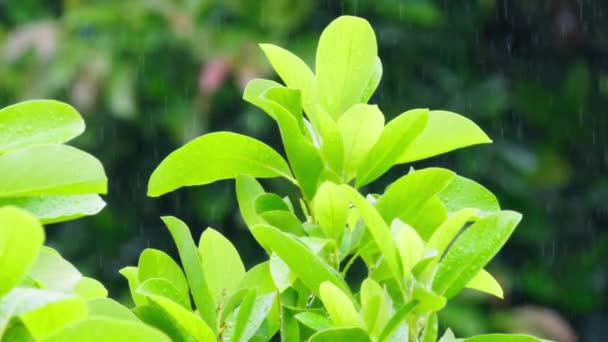 Cinematic Slow Motion Shot Bright Lime Green Leave Tropical Rain — Stockvideo