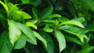 Rüzgarda sallanan ağaçların zengin yeşil yaprakları. Koyu yeşil arka planı olan güzel yuvarlak bokeh. Güneş taze ıslak terk yüzeyinde parlıyor. Yaz yağmurunun fotokopi alanı ve ekolojisi ile soyut yavaş çekim görüntüsü