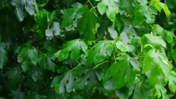 Wet Tree Branch Waving Strong Wind Summer Tropical Rain Tropical — 图库视频影像