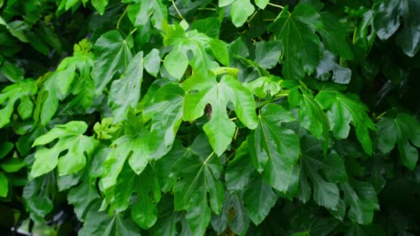 Scénická Velká Zelená Listí Lese Vlhký Strom Letním Tropickém Dešti — Stock video