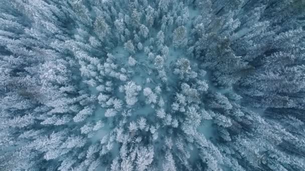 Різдвяний Магічний Фон Копіюванням Простору Зимові Канікули Чудовий Сніговий Пейзаж — стокове відео
