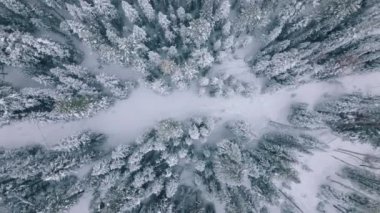 Winter forest snow pine trees in Colorado mountains landscape, drone shooting 4K footage of cinematic winter background with text space. Scenic winter nature, outdoors adventure on Christmas vacation