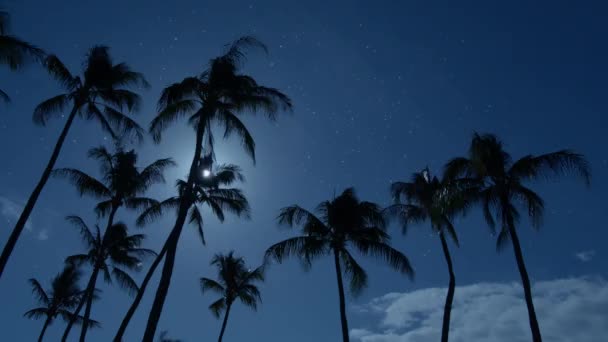 Bewegungstapete Für Ein Idyllisches Sommerreisekonzept Mit Sonnenuntergang Hintergrund Palmenreihen Sonnigen — Stockvideo