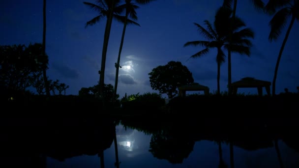 Moonlight Tropical Lagoon Palm Trees Full Moon Glowing Blue Night — Wideo stockowe