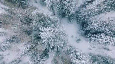 Manzaralı kış doğası, Noel tatilinde açık hava macerası. Colorado dağlarında kış ormanı çam ağaçları manzarası, insansız hava aracı sinemanın 4K görüntülerini çekiyor.