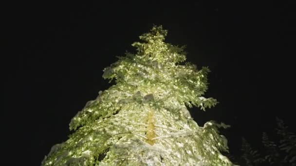 Amazing Christmas Eve Slow Motion Footage Tall Illuminated Pine Festive — Stockvideo