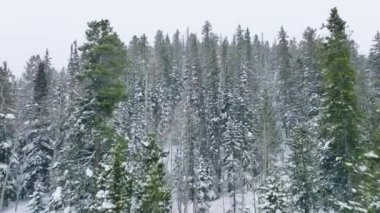 Kışın, uzun yeşil çam ağaçları olan ladin ormanlarında kar yağışı. Kar yağışı olan yumuşak bir Noel sabahı. Taze karla kaplı ağaçlarla kaplı kış manzarası. Kış tatili