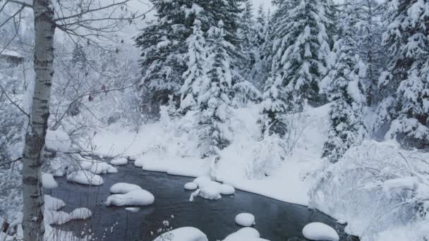 Bellissimo Paesaggio Invernale Sfondo Ancora Girato Foresta Invernale Coperta Neve — Video Stock