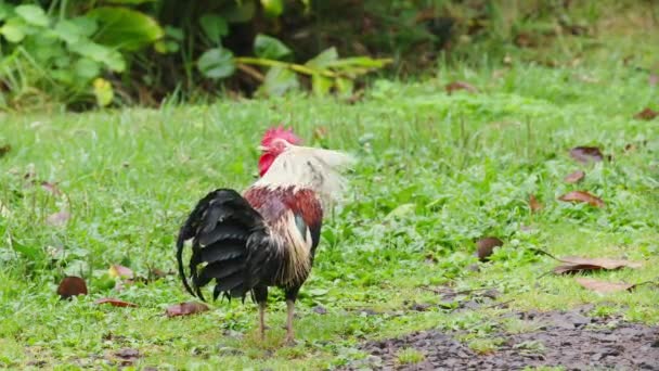 Big Wild Rooster Red Comb Shaking Rain Drops His Colorful — ストック動画
