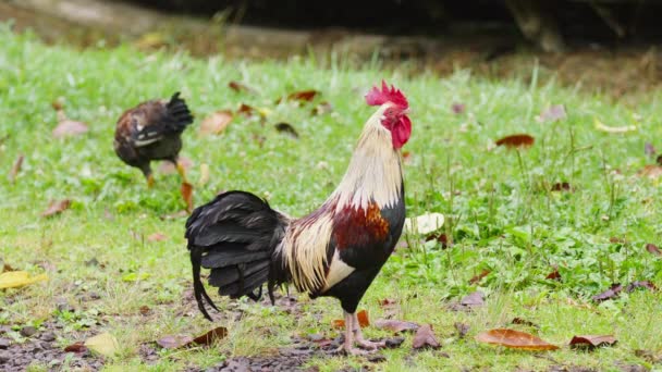 Big Colorful Wild Rooster Red Comb Crows Loudly Green Grass — Stock Video