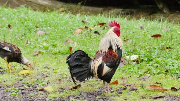 Big Wild Rooster Red Comb Shaking Rain Drops His Colorful — Stok video