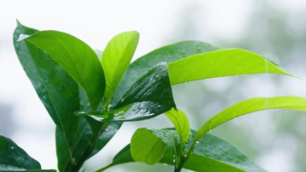 Rich Green Tree Leaves Waving Wind Moving Heavy Fresh Tropical — Video Stock