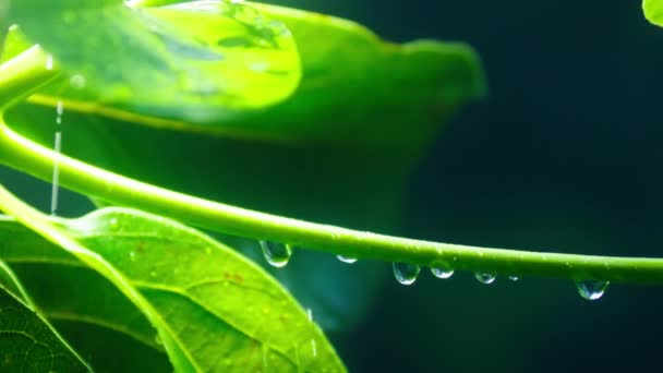 Close Slow Motion Cinematic Green Natural Background Rainfall Jungle Water — Stock Video