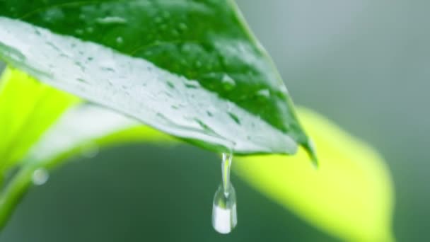 Slow Motion Close Nature Environment Green Background Raindrops Flow Green — Stockvideo