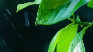Macro shot of exotic leaf details with falling water drops. Slow motion close up of raining in tropical rainforest. Nature foliage background shot on RED camera. Organic cosmetic, ecology climate shot
