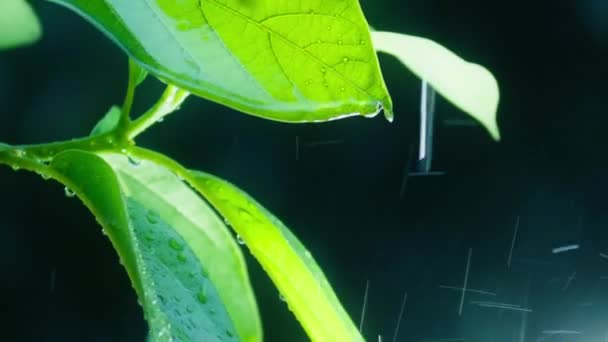 Macro Shot Water Drops Falling Exotic Leaf While Raining Tropical — Vídeo de Stock