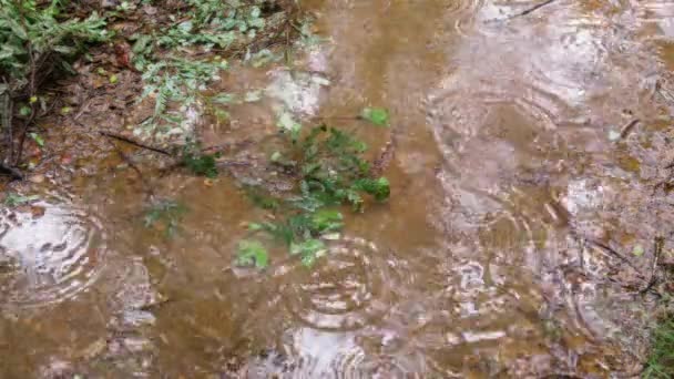 Gocce Pioggia Infrangono Una Pozzanghera Nel Sentiero Forestale Chiuda Rallentatore — Video Stock