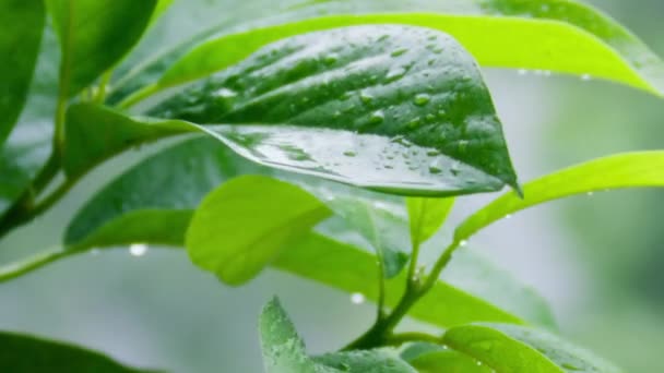 Water Drop Flows Green Fresh Wet Leaf Beautiful Slow Motion — Stock video