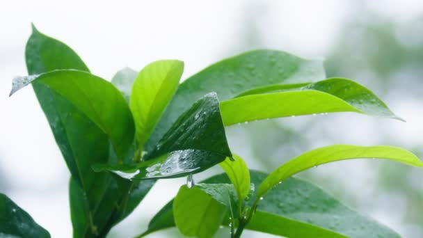 Primo Piano Pioggia Sopra Albero Verde Rallentatore Che Piove Sulle — Video Stock