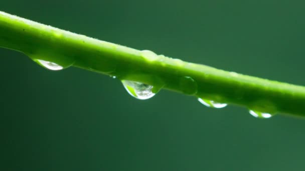 Close Clean Rain Drops Green Plant Steam Stream Pure Water — Vídeo de Stock