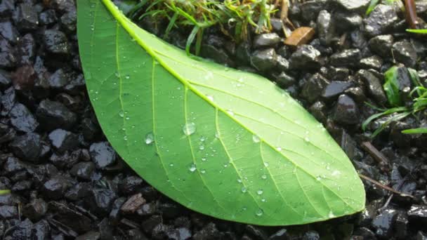 Fresh Green Plant Leaf Dew Drops Dew Drops Green Fallen — Vídeo de Stock