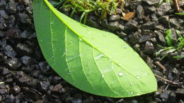 Rain Falling Green Plant Leaf Back Wet Lime Green Plant — Stockvideo