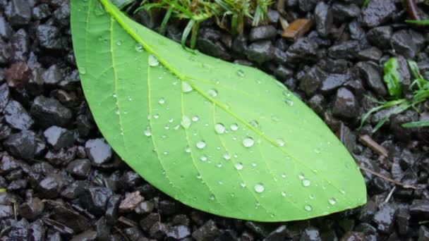 Fresh Morning Water Dew Drops Vibrant Green Leaf Lit Summer — Vídeo de Stock