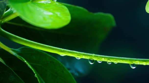 Super Slow Motion Shot Droplets Falling Fresh Green Leaf Plant — Vídeo de Stock