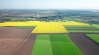 Renkli, taze verimliliği ve arka planda berrak bir silüeti olan tarım arazisi manzarası. Gıda ve petrol üretimi için organik ekinlerle çok güzel doğal bir manzara. Yüksek kalite 4k görüntü