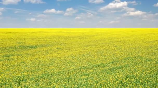 Aerial Footage Agricultural Landscape Similar Colors Ukrainian Flag Calm Peaceful — Stockvideo