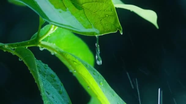 Свежие Зеленые Листья Капли Воды Релаксация Помощью Капель Водяных Волн — стоковое видео