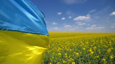 Kolza tohumu tarlasıyla mavi ve sarı bayrak sallıyordu. Arka planda mavimsi gökyüzü vardı. Bağımsızlık ve özgürlük geçmişi konsepti için önerge duvar kâğıdı. Yüksek kaliteli FullHD görüntüler