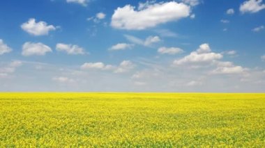 Hareketli duvar kâğıdı konsepti için canlı renklere sahip resimli ortamın insansız hava aracı çekimi. Kırsal tarım arazisinin kolza tohumu ekili güzel doğası. Yüksek kalite 4k görüntü