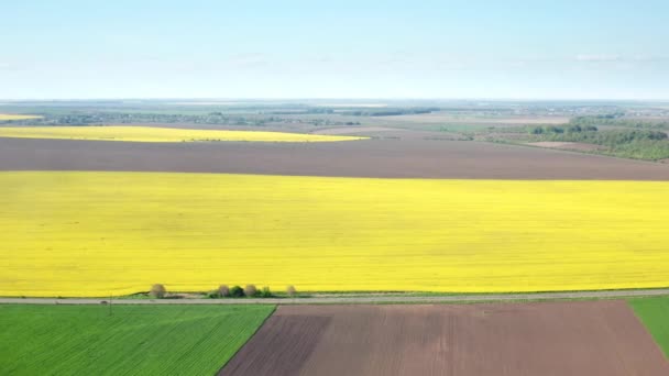 Astonishing Scenery Blooming Rapeseed Field Summertime Aerial View Big Agricultural — Stock video