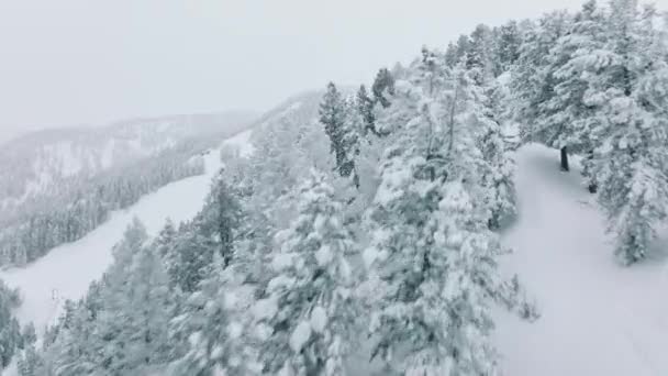 Cime Degli Alberi Panoramiche Con Neve Fresca Magica Drone Aereo — Video Stock