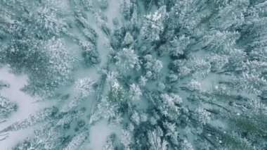 Donmuş kış ormanı karla kaplıydı kasvetli bulutlu kış gününde. Dağlarda, Kanada 'da ya da ABD' de çam ormanlarını kaplayan beyaz kar manzaralı sinematik beyaz kış arka planı