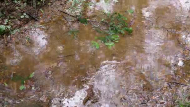 Closeup Rain Drops Falling Puddle Lights Reflection Unpaved Forest Ground — Video Stock